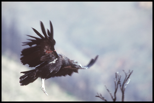 california condor facts. The California Condor